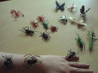 Invasion d'insectes