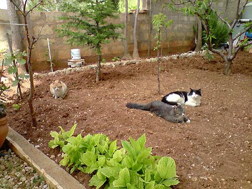 Tout va bien à la maison Tout va bien à la maison