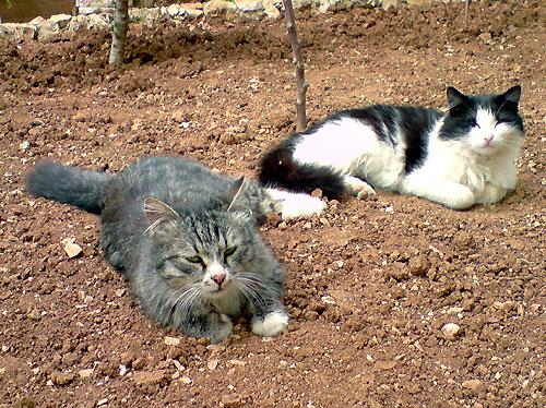 Tout va bien à la maison Tout va bien à la maison