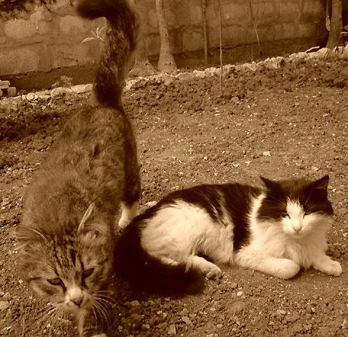 Tout va bien à la maison Tout va bien à la maison