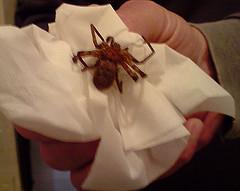 Tout va bien à la maison ARAIGNEE002