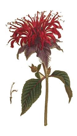 Monarda fistulosa Monarda fistulosa