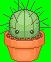 Cactus Cactus