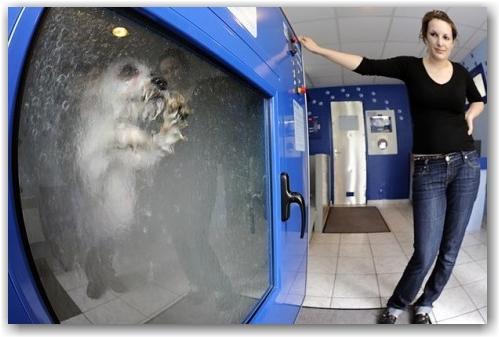 dog_cleaners dog_cleaners