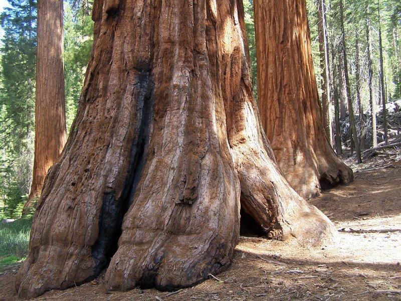 Les séquoias géants de Mariposa Grove (Yosemite)