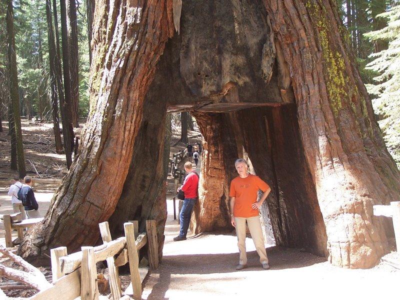 Les séquoias géants de Mariposa Grove (Yosemite)