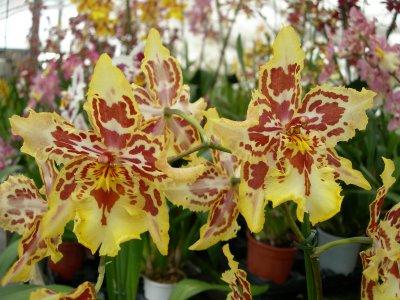 Un nouveau site pour Vacherot & Lecoufle Un nouveau site pour Vacherot & Lecoufle