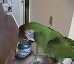 vidéo perroquet ouvre canette bière