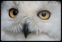 Europe : élections, 27 modes d'emplois Europe : élections, 27 modes d'emplois