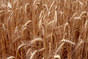 Rencontres internationales sur la biodiversité des céréales et des savoirs-faire paysans Rencontres internationales sur la biodiversité des céréales et des savoirs-faire paysans