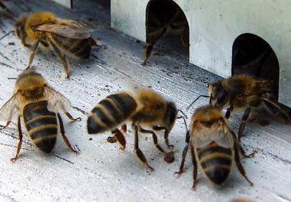 Dix personnes attaquées par un nuage d'abeilles