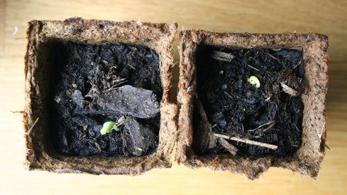 vert_comme_au_jardin IMG_6854