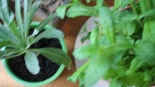 vert_comme_au_jardin IMG_6817