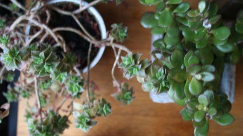 vert_comme_au_jardin IMG_6845