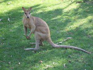 Passez de la tondeuse aux wallabies Passez de la tondeuse aux wallabies