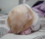 vidéo hamster testicule sévèrement burné