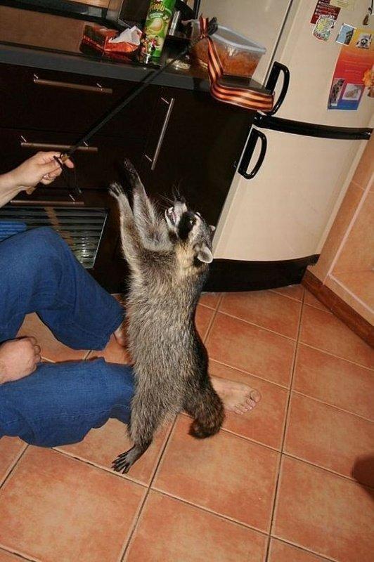 Raton laveur Raton laveur