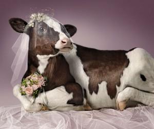 La mariée, quelle vache!