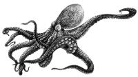Octopussy -Gestion de logs centralisé