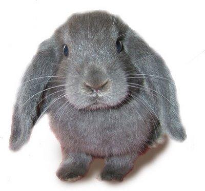 LuLu vous saLut!
ma petite boule à malices, mon baroudeu... LuLu vous saLut!
ma petite boule à malices, mon baroudeu...