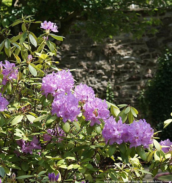 Fleurs en Belgique