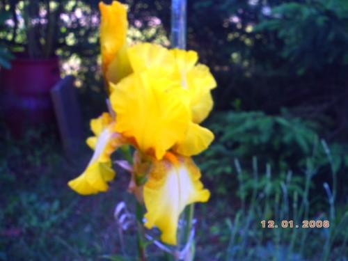 Dans un mois(extrait) NATURE 19 mai 2009 003.jpg