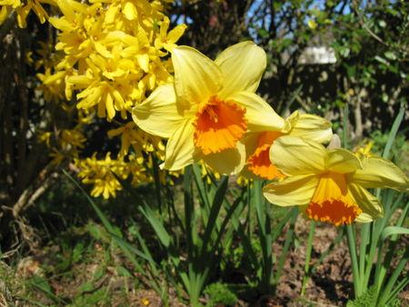 Mes jonquilles ou narcisses IMG_0710