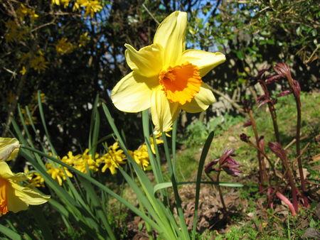 Mes jonquilles ou narcisses IMG_0712