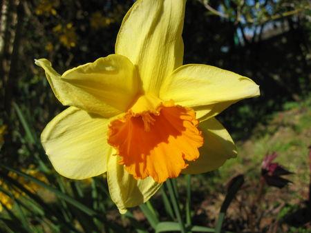 Mes jonquilles ou narcisses IMG_0728