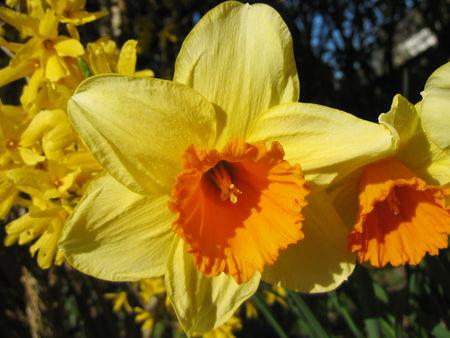Mes jonquilles ou narcisses IMG_0729