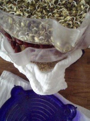 Dans la nature... germe, feuille et dessous, insecte Dans la nature... germe, feuille et dessous, insecte