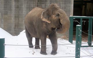 Le sort de Lucy, éléphante du zoo d'Edmonton, émeut des auteurs