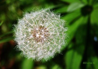 Photos du jour: 23 mai 2009 Akènes de pissenlit (graines)