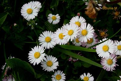 Photos du jour: 23 mai 2009 Pâquerettes