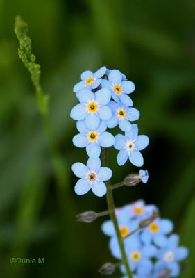Photos du jour: 23 mai 2009 Myosotis