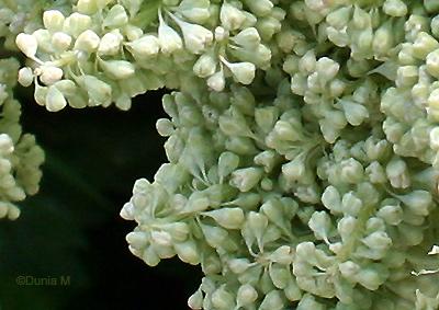 Photos du jour: 23 mai 2009 Fleur de rhubarbe