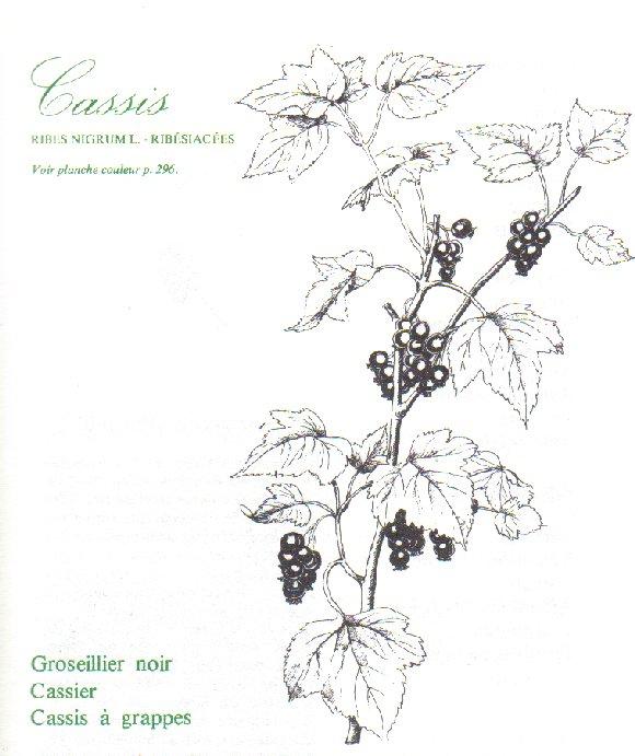 Ribes nigrum,ribesiacees,groseillier noir,cassier,cassis a grappes