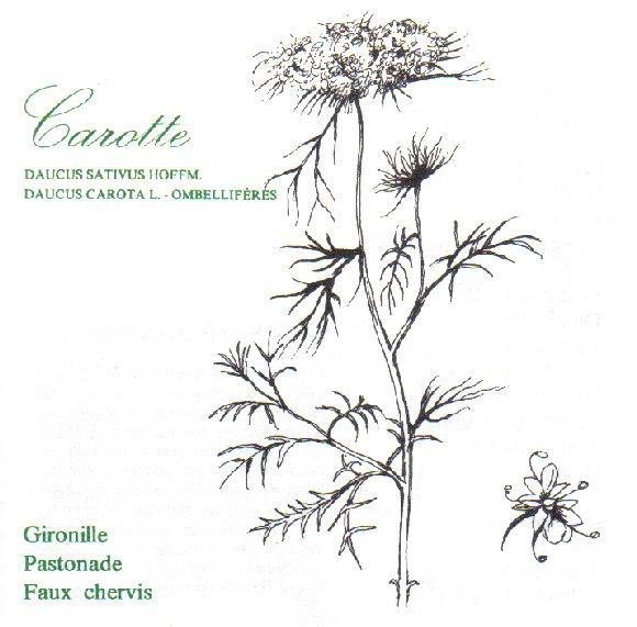 carotte,daucus sativus hofffm,daucus carota,ombelliferes,gironille,pastonade,faux chervis