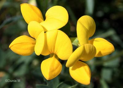 Photos du jour: 24 mai 2009 24509fleur2.1243183683.jpg