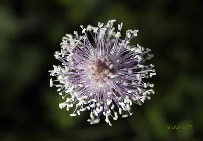 Photos du jour: 24 mai 2009 24509fleur1.1243183636.jpg