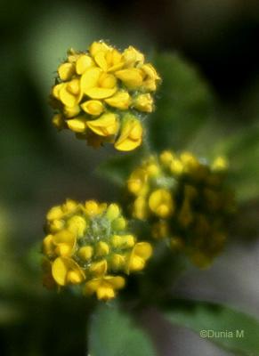 Photos du jour: 24 mai 2009 24509fleur6.1243183793.jpg