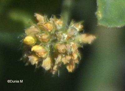 Photos du jour: 24 mai 2009 24509fleur5.1243183745.jpg