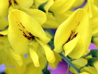 Photos du jour: 24 mai 2009 24509fleur3.1243183716.jpg