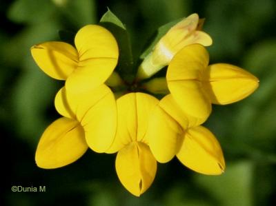 Photos du jour: 24 mai 2009 25509fleur4.1243183849.jpg