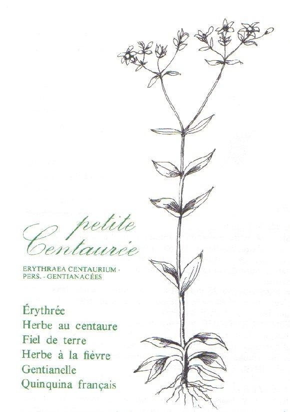petite centauree,erythraea centaurium,pers,gentianacees,erythree,herbe au centaure,fiel de terre,herbe a la fievre,gentianelle,quinquina francais