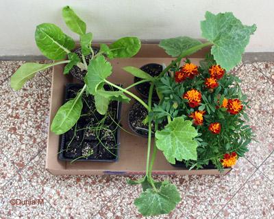 Mon potager 25509courgestagetes.1243273538.jpg