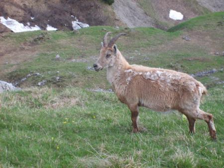 BOUQUETINS  en  SAVOIE