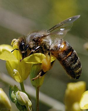 Protégeons nos petites abeilles !