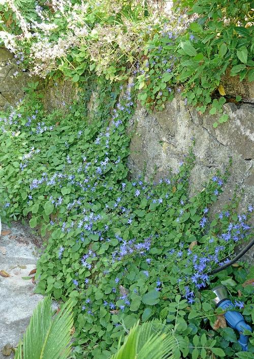 Photos du 26 mai 2009 : l'été s'installe !...