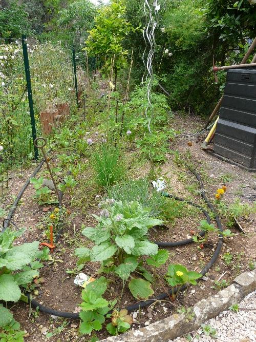 Potager à mi-mai 09 : développement et semis Potager à mi-mai 09 : développement et semis